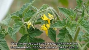 Томат Инжир: розовый характеристика и описание сорта
