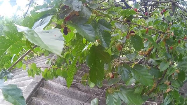 Шелковица польза для здоровья