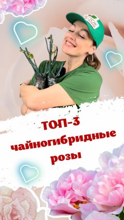 Топ-3 красивые чайногибридные розы 🌹 #розы #питомникрастений #саженцы