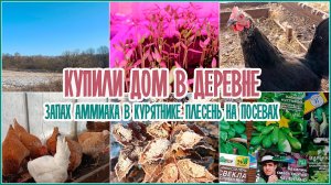 ? Купили дом. Запах аммиака в курятнике. ?? Плесень на посевах.?