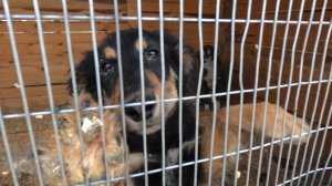 Около тысячи отловленных собак могут снова оказаться на улицах Улан-Удэ