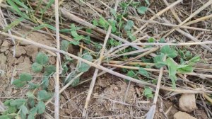 покровные в это году