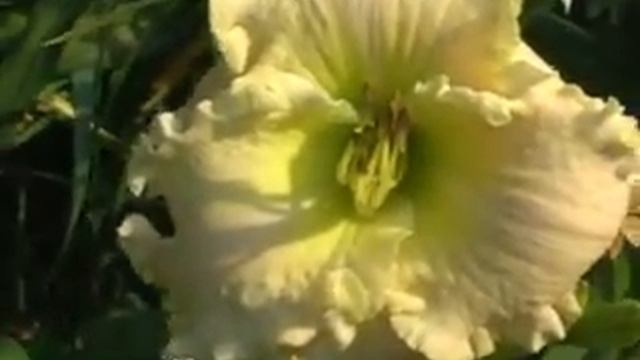 Лилейник daylily PRESIDENT RONALD REAGAN смотреть онлайн