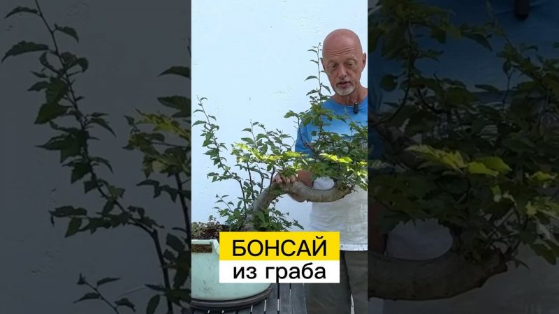 #бонсай из граба #садовыйбонсай #ландшафтныйдизайн