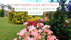 Цветущий Сад в августе #2  (обзор сада).?Кeview of the garden in August.