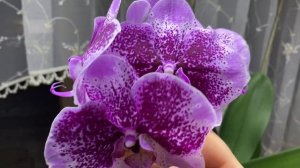 Моя коллекция орхидей. Обзор фаленопсисов