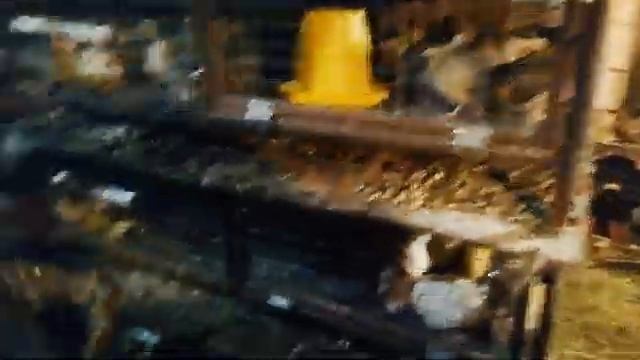 Разведение  перепелов