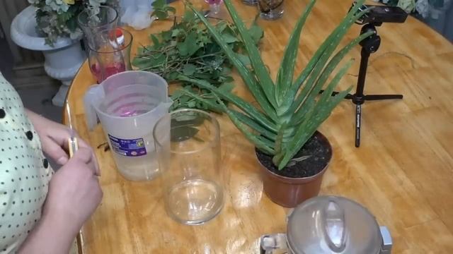 Как укоренить практически всё без корневого гормона.Часть 2.