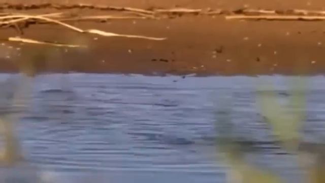 Природа,Природа видео.Черепах- супер видео!... смотреть онлайн