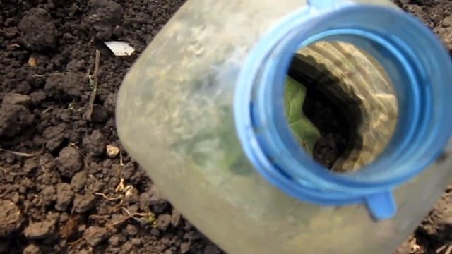 Дача 14 июня. Поздняя капуста семенами прямо в грунт. Огурцам пора в открытый грунт смотреть онлайн