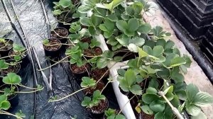 Батькив сад  Размножение земляники нейтрального дня в закрытом грунте