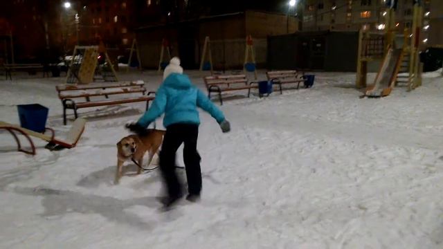 Попытка разыграть собаку. смотреть онлайн