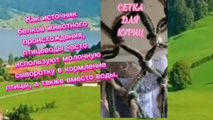 Мой птичий мирок в Канаде. Сетка для куриц. Сыворотка.