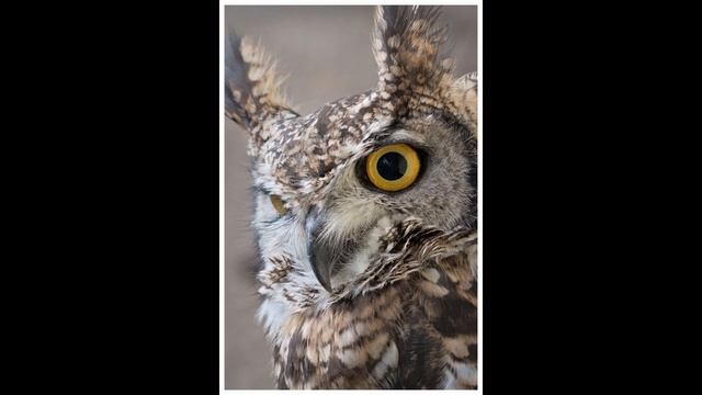 Panasonic Lumix TZ100 (DMC-ZS100) 4K Slideshow 2020 - Featuring Malta, Scotland, Robins, Owls + Yor смотреть онлайн