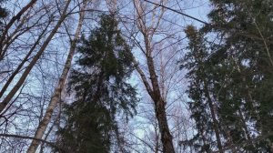 Вечерний лес на закате, весной.