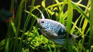 Основы аквариумистики. Что нужно знать чтобы заняться аквариумистикой.