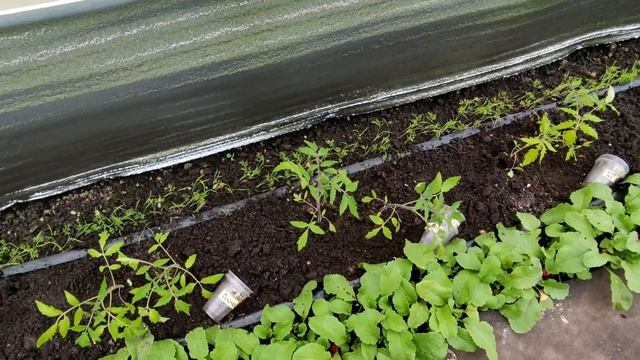 ?????ВЫСАЖИВАЮ ТОМАТЫ В ТЕПЛИЦУ. ЧТО КЛАДУ В ЛУНКУ. Удалять ли семядольные листья?