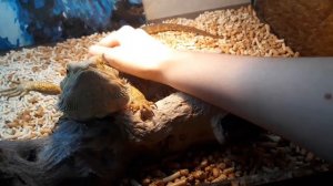 И снова агама машет лапкой. Общительный Джексон