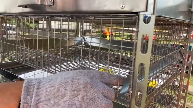 Разведение перепелов. Домашняя ферма. Моя прелесть
