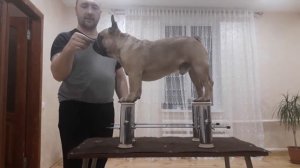 Французский бульдог. Стойка на столе. Тренировка.