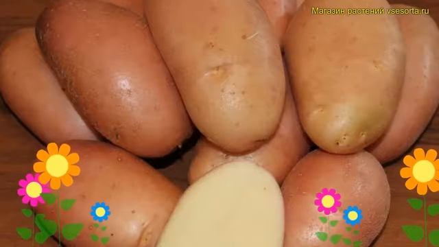 Картофель семенной. Краткий обзор, описание характеристик, где купить картофель Фаворит смотреть онлайн