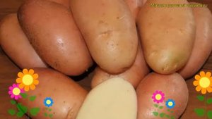 Картофель семенной. Краткий обзор, описание характеристик, где купить картофель Фаворит