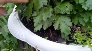 Готовим хризантему к зиме.