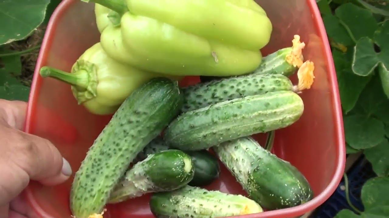 Эффективная обработка огурцов,томатов и перцев от грибковых заболеваний. смотреть онлайн