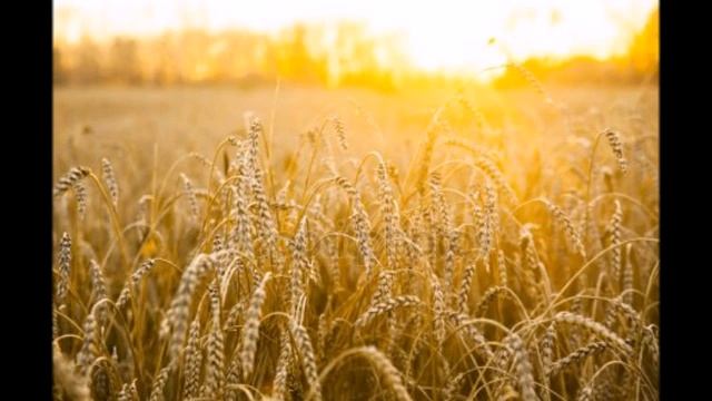 МАЙНДФУНЛЕС. МЕДИТАЦИЯ. ТРЕНЕРУЕМ ВНИМАНИЕ - Дарья Малышева смотреть онлайн