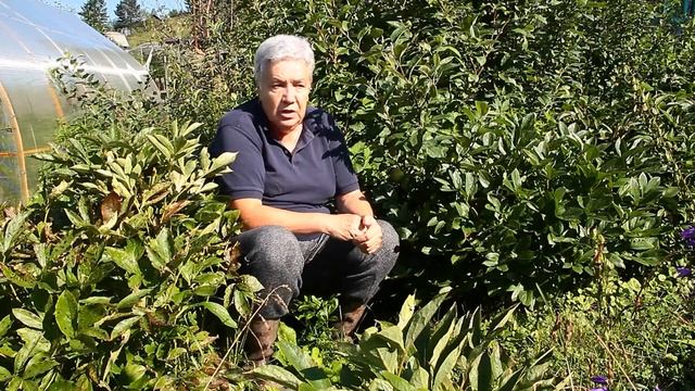 282 Яблоня - болезни и вредители. Когда лечить? смотреть онлайн