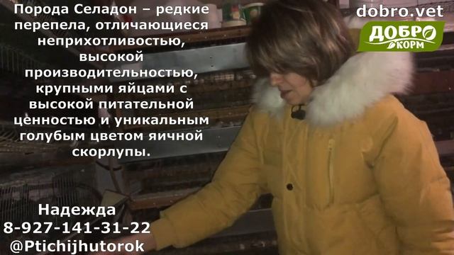 Породы перепелов | Содержание перепелов | Феникс, фараон, серая фея, жемчужная фея,селадон,техасски