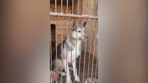 ИЗБИЛ СОБАКУ ЛОПАТОЙ