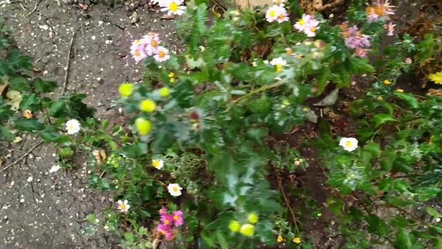 Можно ли получить хороший результат сеянцев? Из растений так себе. смотреть онлайн