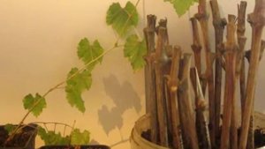 Выращивание винограда из семян в Пермском крае. Часть 1.