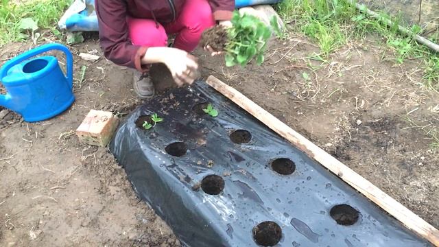 Как сажать клубнику. Сорт КУПЧИХА
