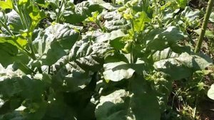 Осмотр махорки табака/результат частичного удаления цветоносов 20.07.2022