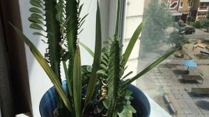 Финиковая пальма из косточки своими руками