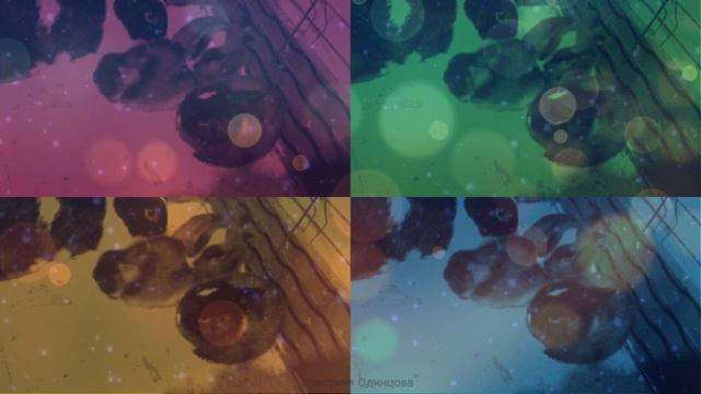 При каких условиях от кролика может появиться запах? смотреть онлайн