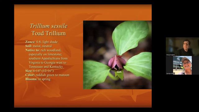 Spring Beauties: Native Wildflowers for the Woodland Garden смотреть онлайн