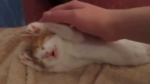 умора)))кошач спит как убитый))) смотреть онлайн