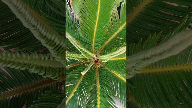 Growing Steel Sago Palm