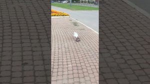 Чайка ест голубя 0_о