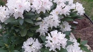 Рододендроны Cunningham's White  и  Goldbukett.