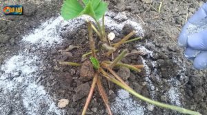 Чем подкормить клубнику в августе для будущего урожая? Правила подкормки.