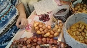 Какой лук будем сажать весной