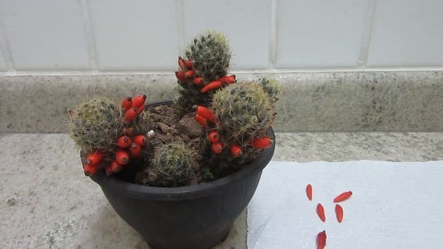 #Suculentadodia! | Cacto mammillaria prolifera смотреть онлайн
