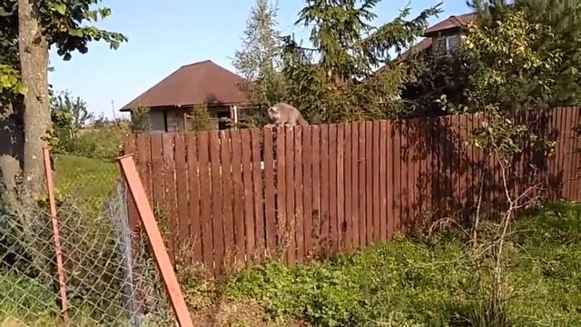 Тяжелая жизнь кота в деревне _ The hard life of a cat in a village _ Funny cat.