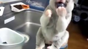 Медленный лемур ест виноград