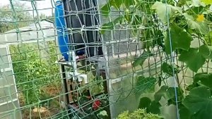 Сетка для огурцов в теплице, ЧАСТЬ №3.