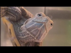 Черепашка ЧОК-ЧОК. Веселая песенка и видео для детей)